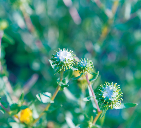 Gumweed…Weed? Or Jet Fuel?